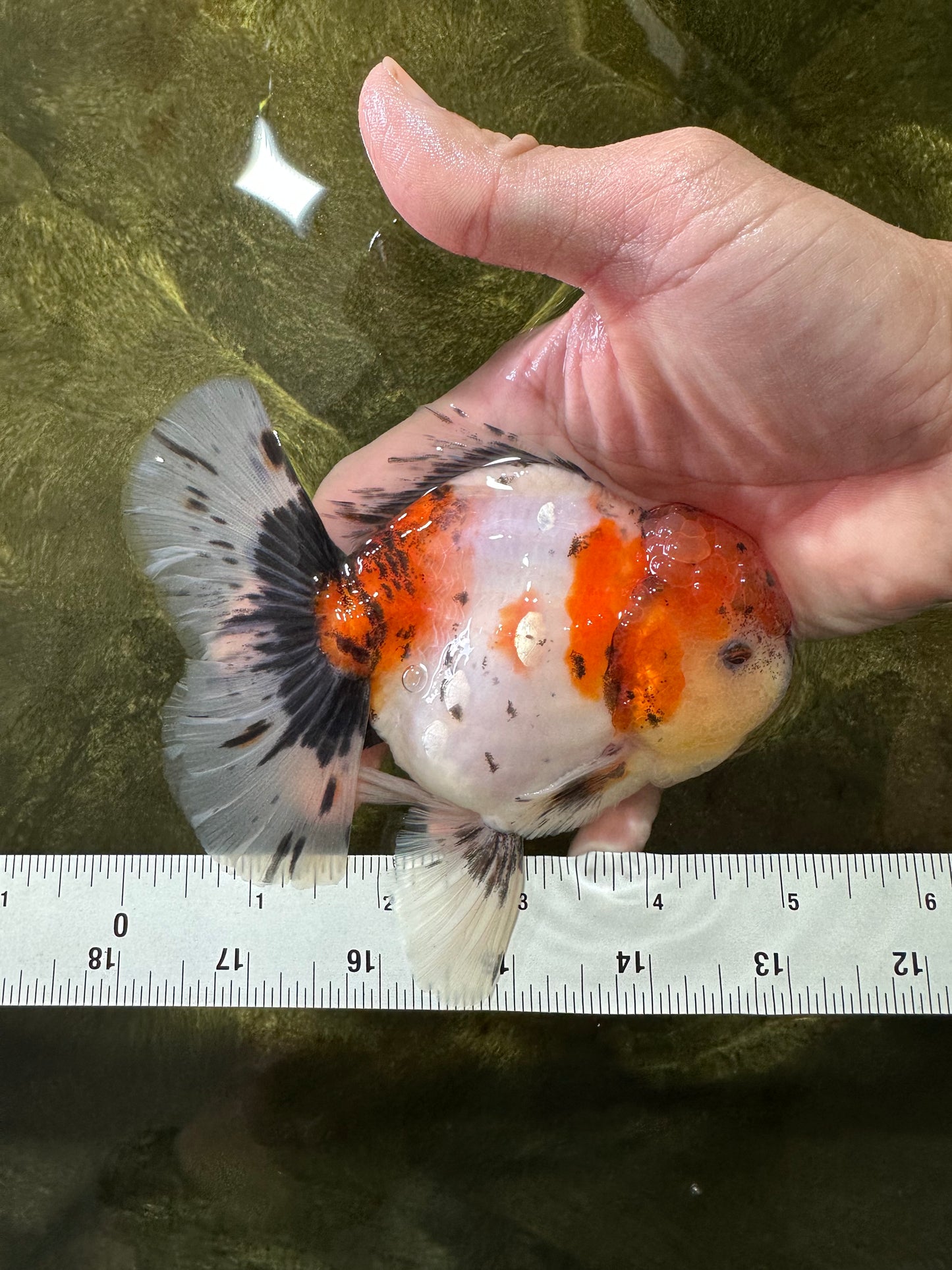 AAA Grade Godzilla Calico Sakura Button Eyes Oranda Male 5 inches #051625OR_17