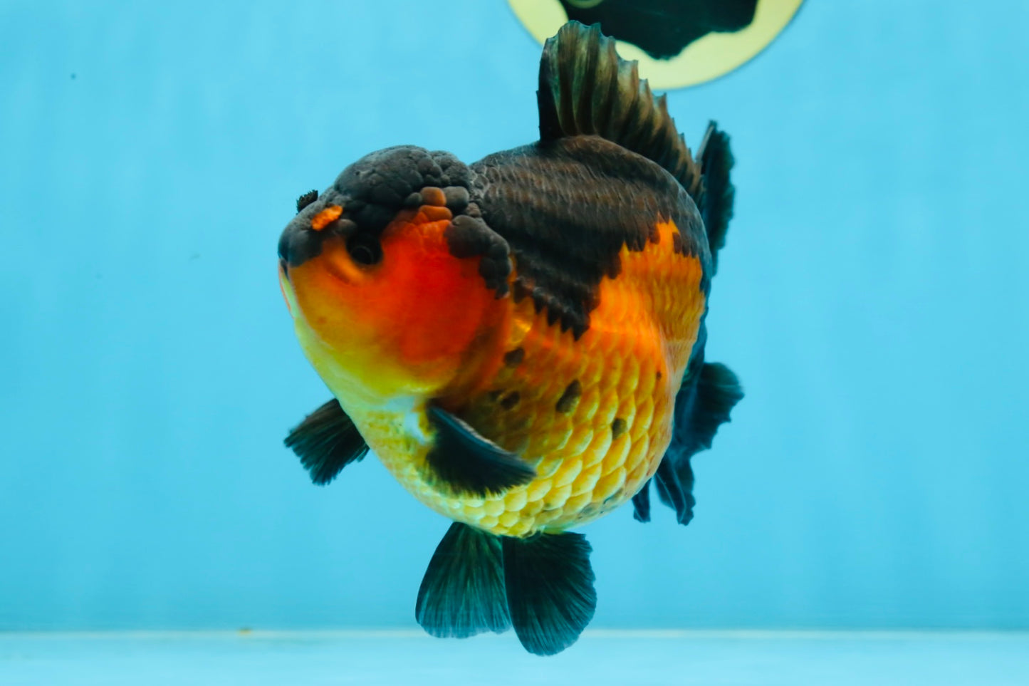 A Grade Apache Yuanbao Male 5 inches #101025YB_26