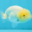 A Grade White LionQueen 4-4.5 inches #032726LC_20