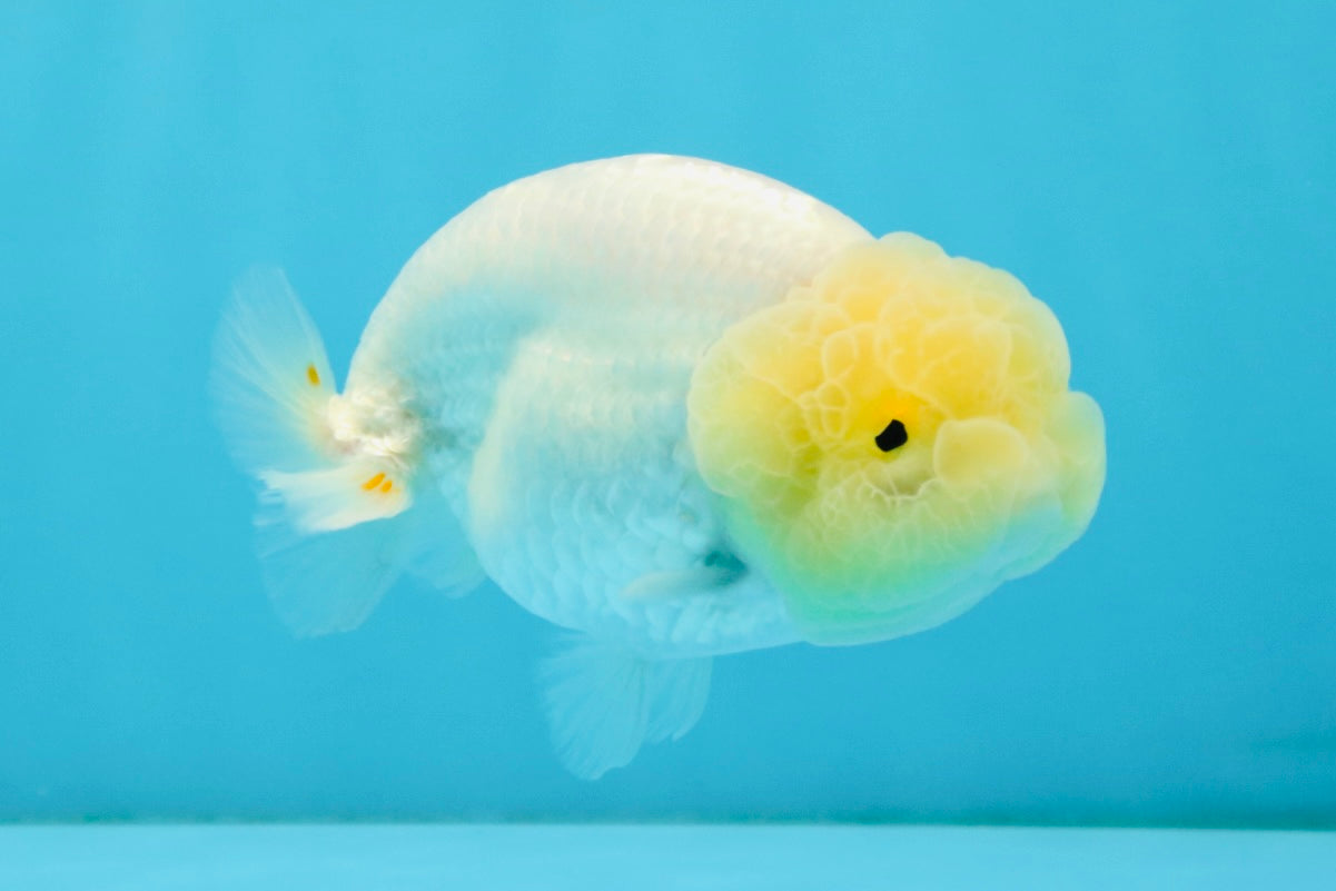 A Grade White LionQueen 4-4.5 inches #032726LC_20