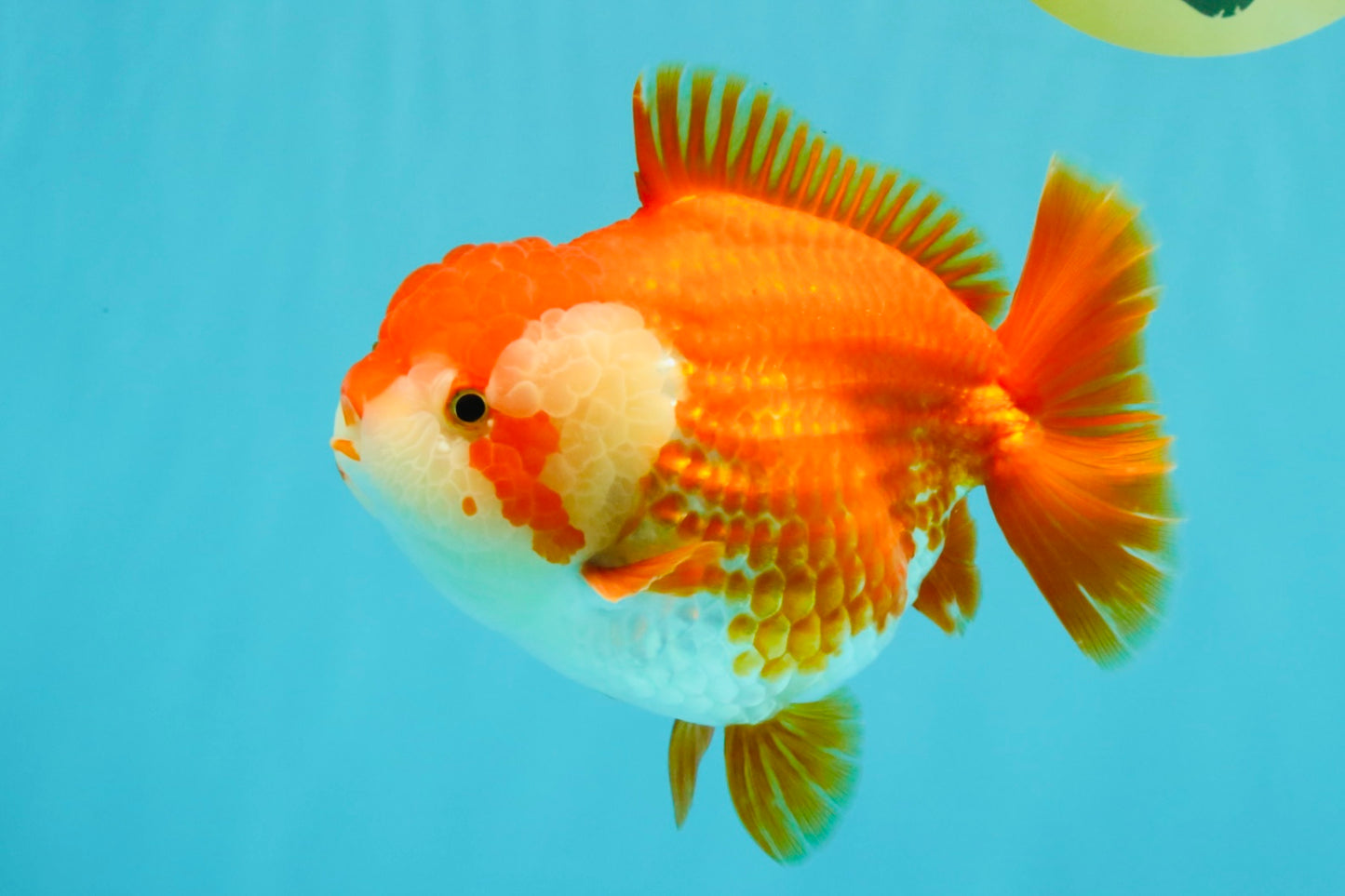 CHONKY AAA Grade Red White Yuanbao Female 6-6.5 inches #032026YB_25