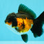 Tricolor Oranda Female 5-5.5 inches #032026OR_08