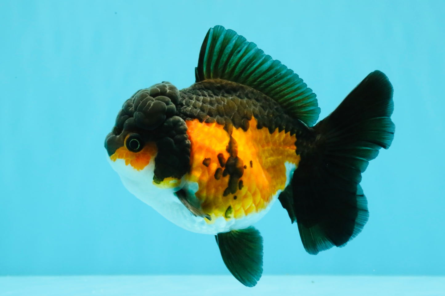 Tricolor Oranda Female 5-5.5 inches #032026OR_08