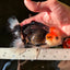 AAA Grade Pom-poms Tricolor Oranda Male 5.5 inches #102524OR_09