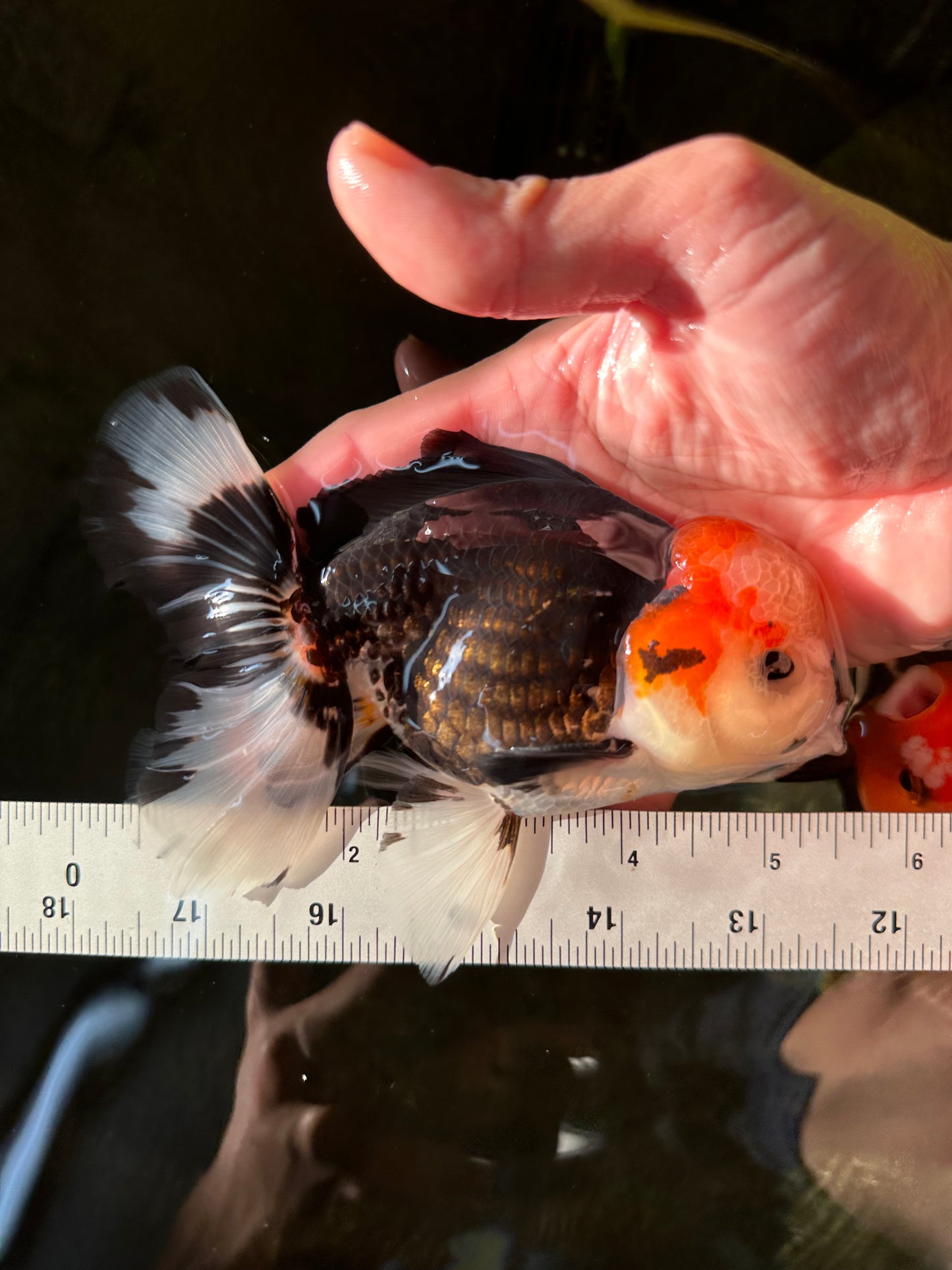 AAA Grade Pom-poms Tricolor Oranda Male 5.5 inches #102524OR_09