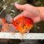 CHONKY AAA Grade Tiger Oranda Male 5-5.5 inches #082826OR_03
