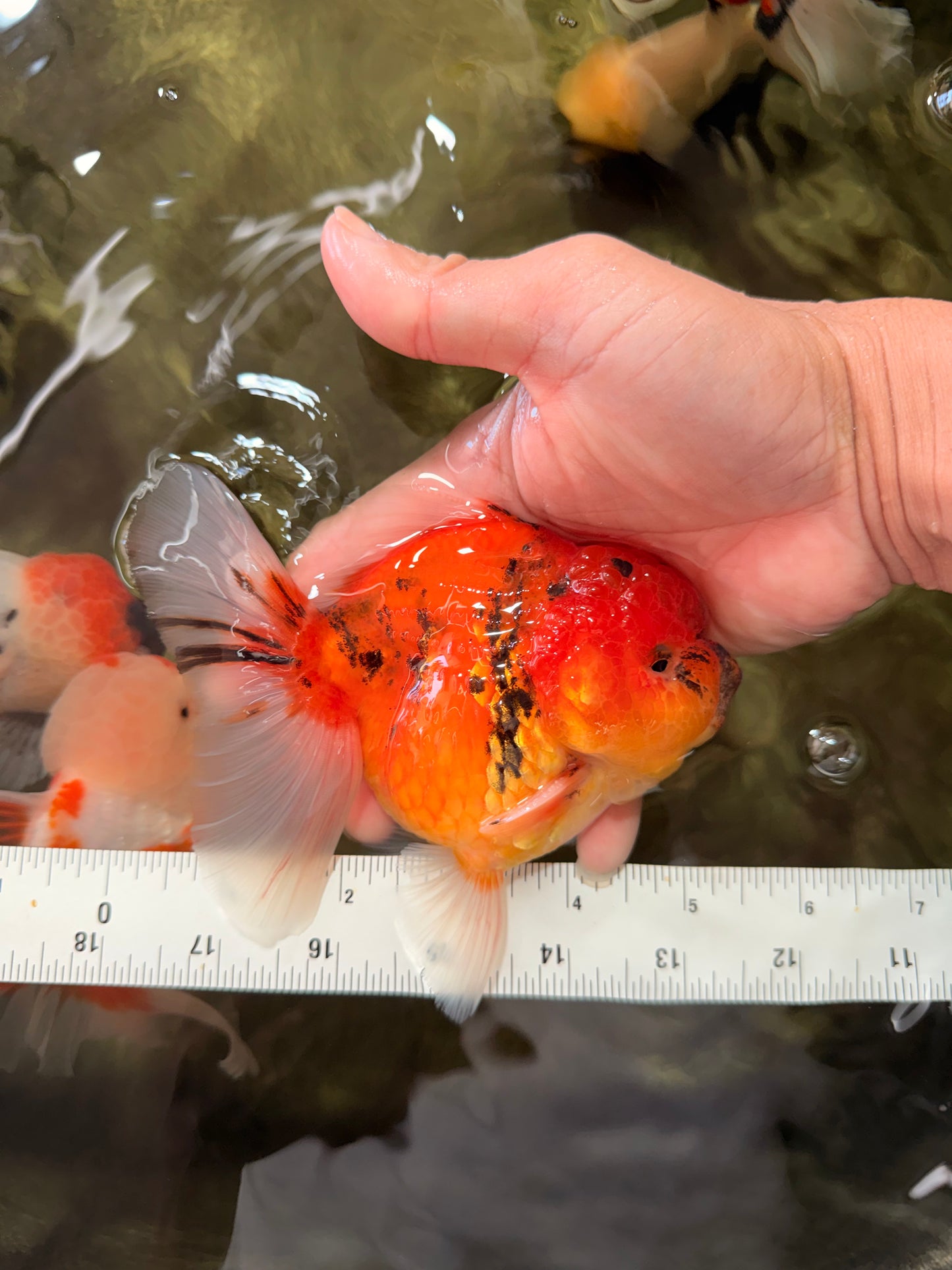 CHONKY AAA Grade Tiger Oranda Male 5-5.5 inches #082826OR_03