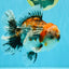 CHUNKY AAA Grade Kirin Calico Oranda Male 6.5 inches #041026OR_02