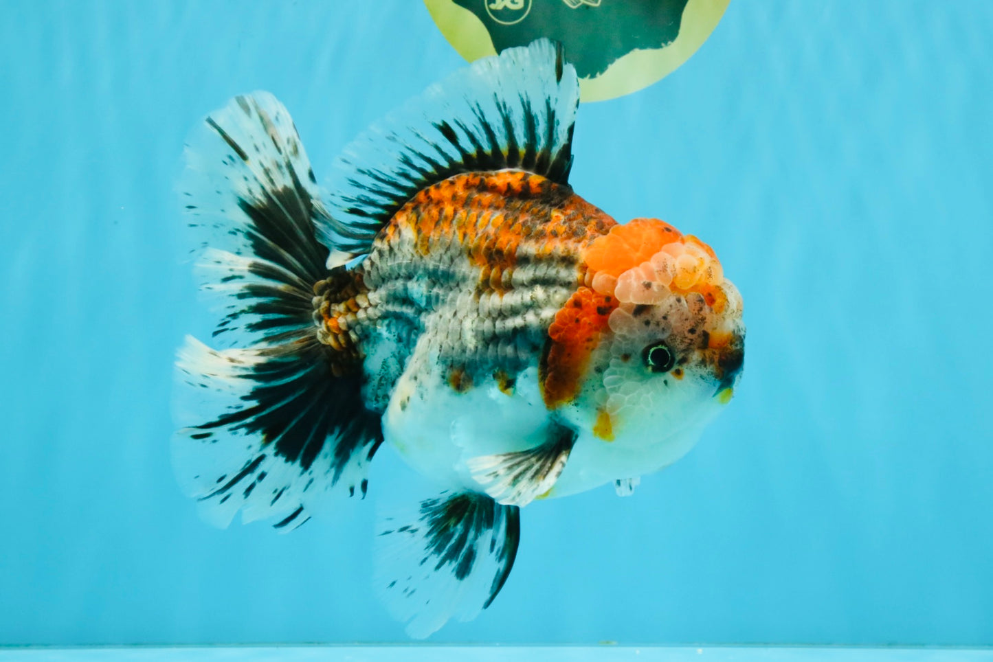 CHUNKY AAA Grade Kirin Calico Oranda Male 6.5 inches #041026OR_02