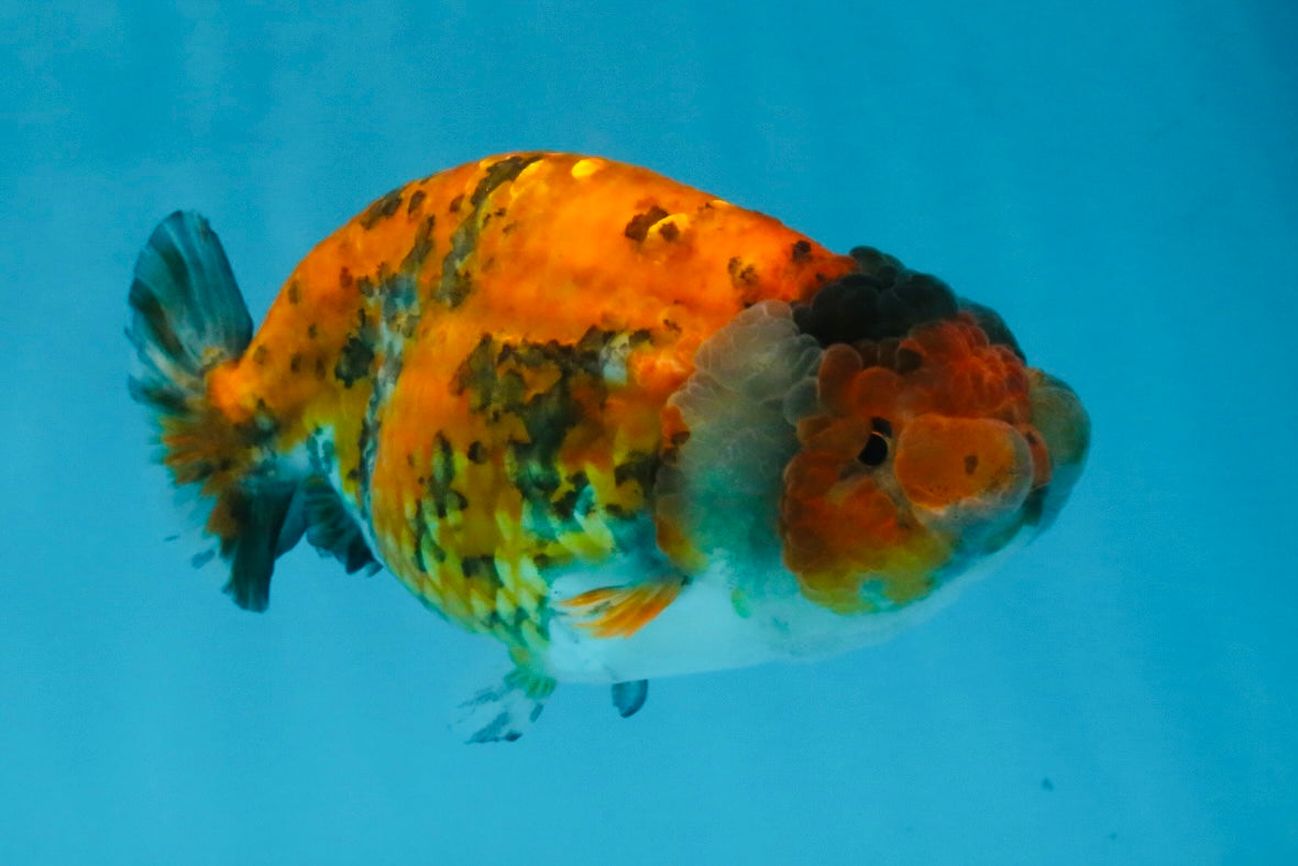 Tiger LionChu Female 5 inches #112825LC_14