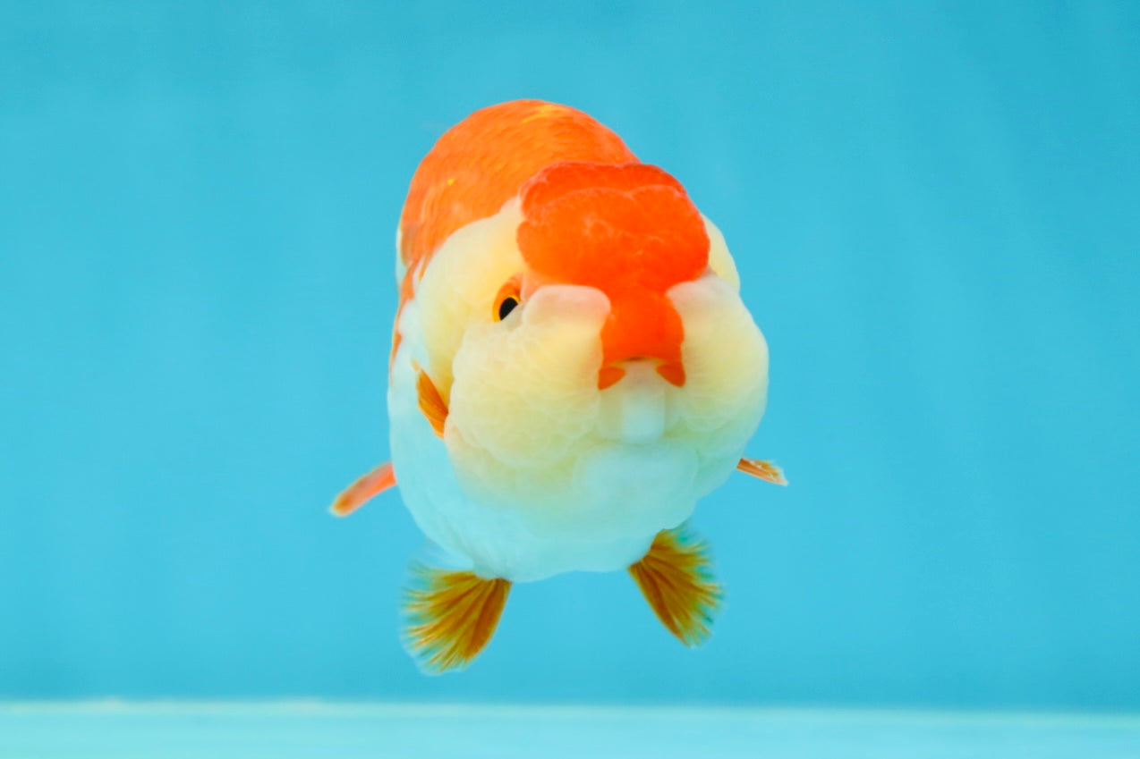 AAA Grade Red White LionKing 4.5 inches #050925LC_14