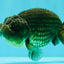 A Grade Black LionQueen 5 inches #082126LC_21