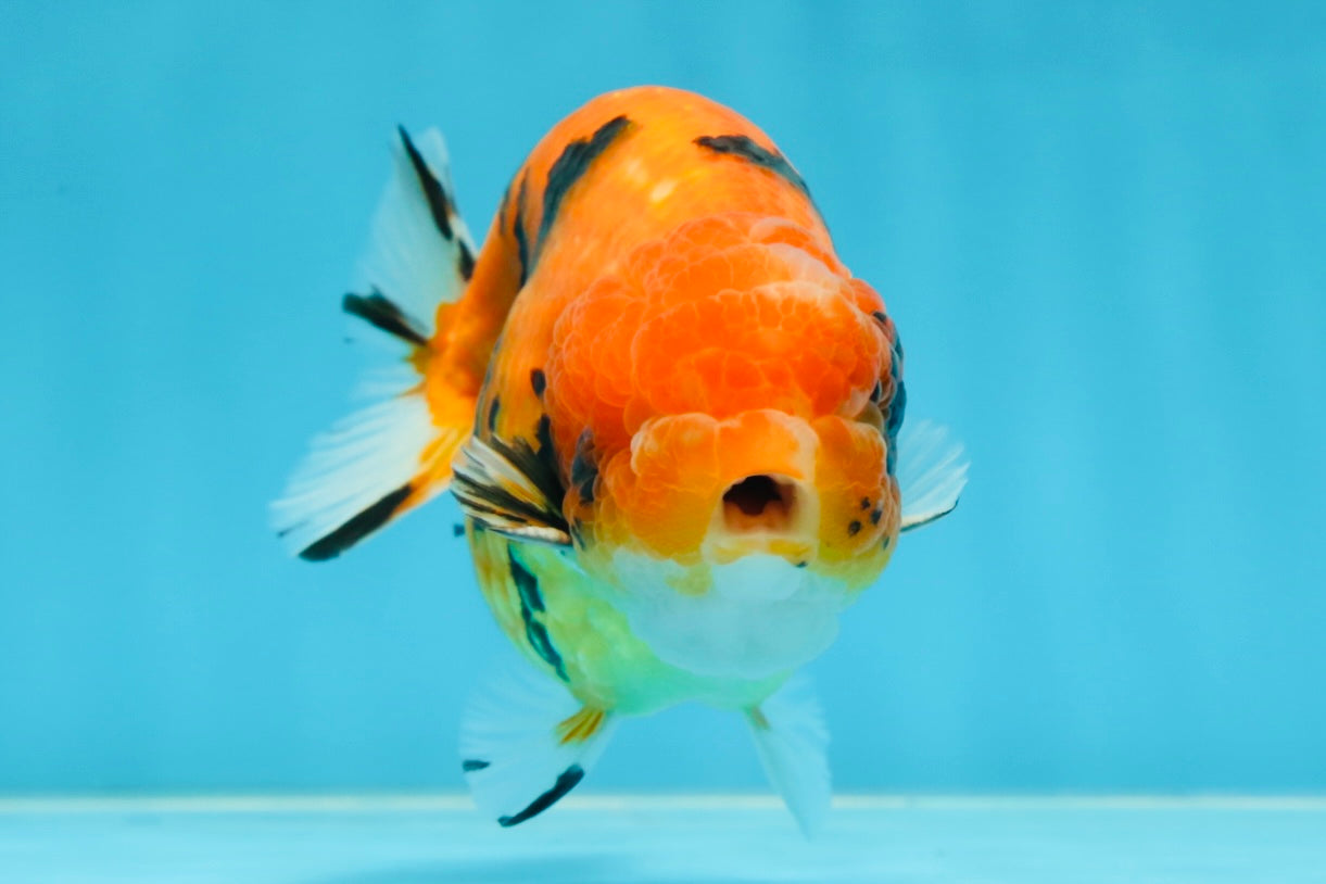 AAA Grade Tiger LionKing 4.5 inches #060625LC_04