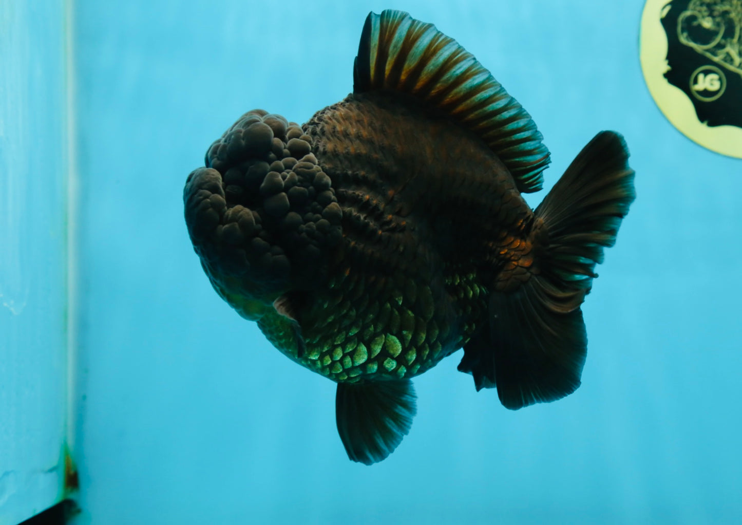 AAA Grade Godzilla Black Yuanbao Female 5-5.5 inches #050925YB_22