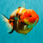 CHARLIE A Grade Kohaku Sakura Yuanbao Female 5-5.5 inches #092526YB_05