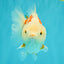 A Grade Red White Yuanbao Female 5-5.5 inches #082126YB_28