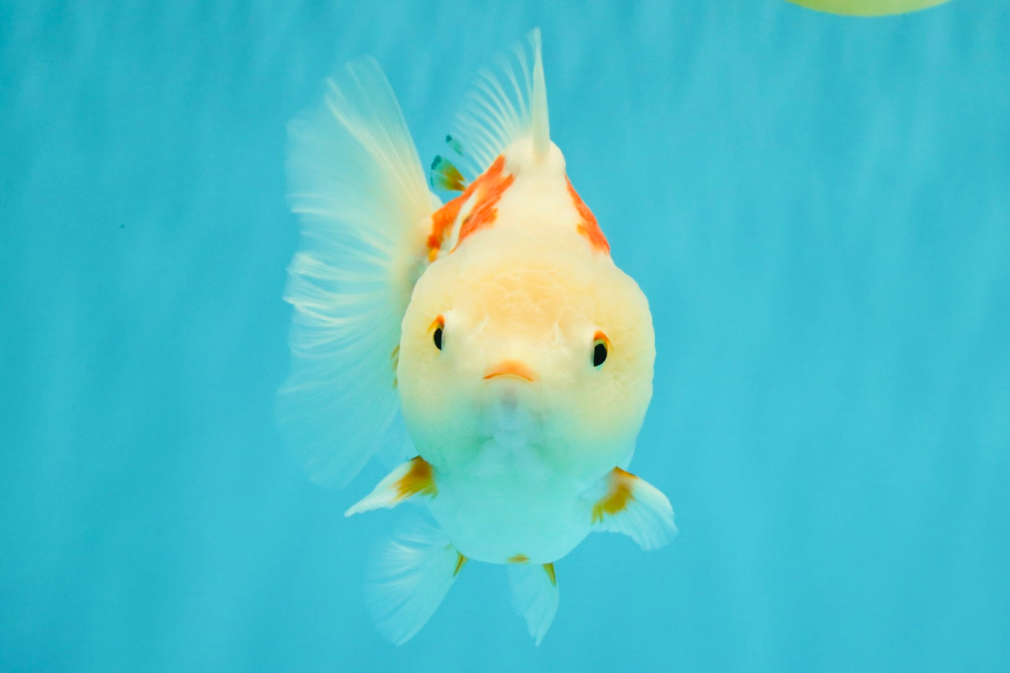 A Grade Red White Yuanbao Female 5-5.5 inches #082126YB_28
