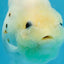 White Sakura Chinese Ranchu Female 4.5-5 inches #121225RC_04