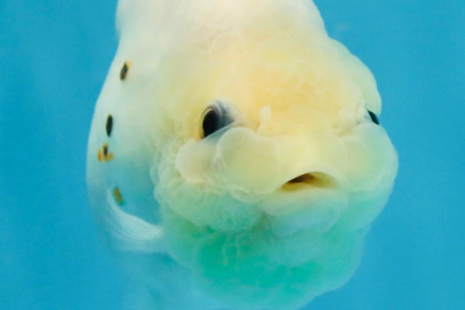 White Sakura Chinese Ranchu Female 4.5-5 inches #121225RC_04