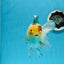 Panda Button Eyes Oranda Femelle 6 pouces #0920OR_29