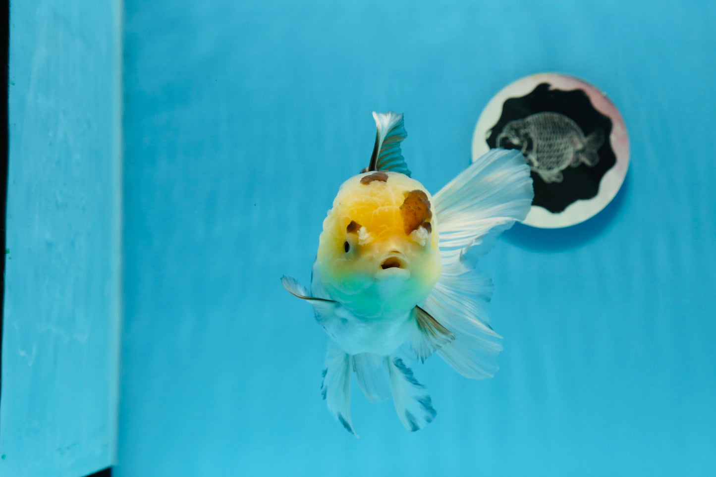 Panda Button Eyes Oranda Female 6 inches #0920OR_29