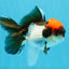 Red Head Tricolor Oranda Male 4.5-5 inches #032726OR_09