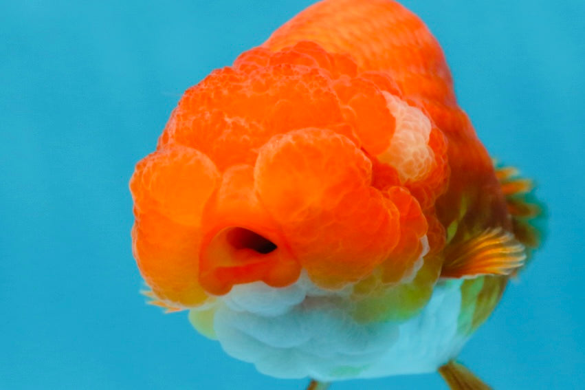 A Grade Red White LionQueen 4 inches #053025LC_07