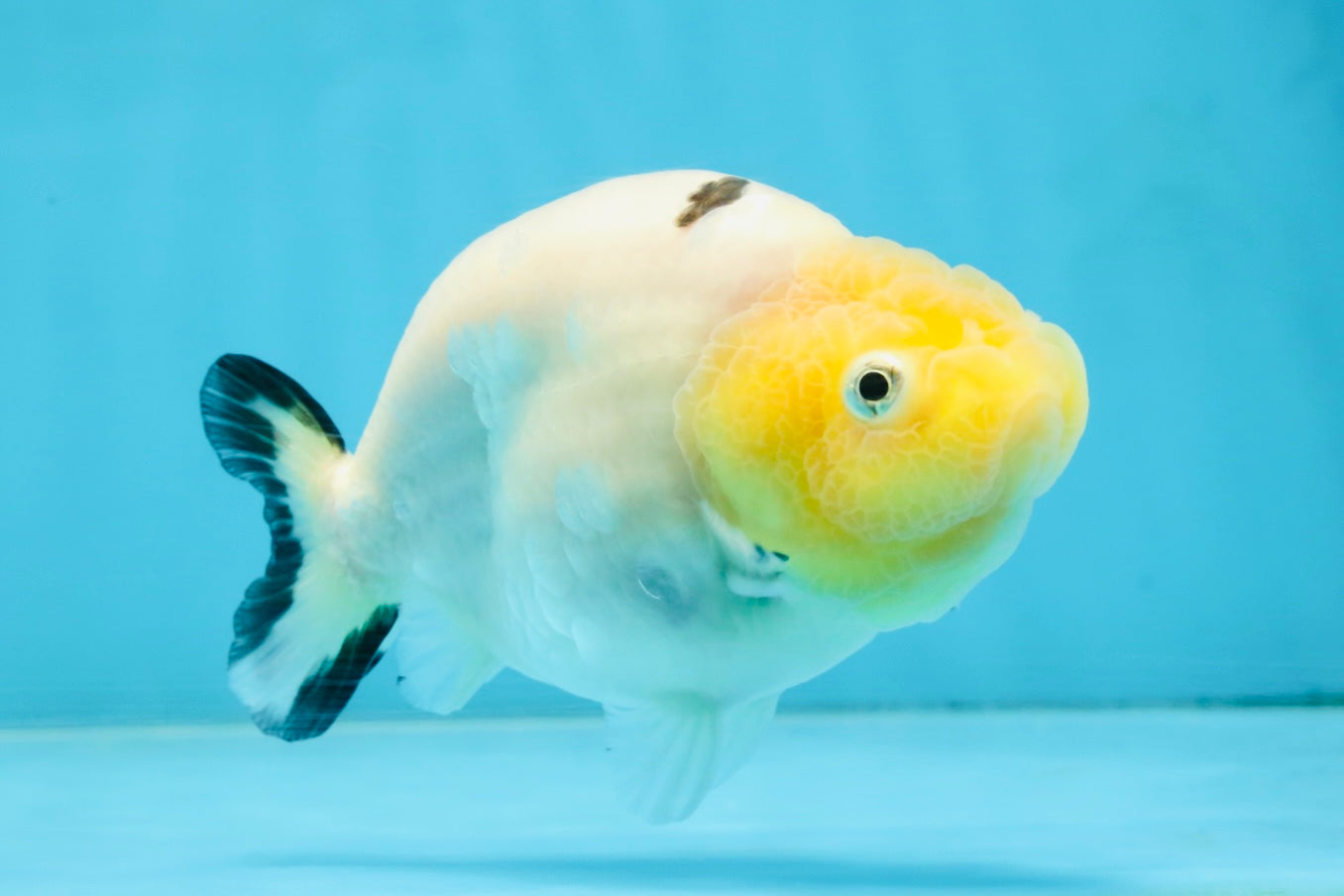 A Grade Milk Cow Ranchu Female 4.5 inches #101025RC_14