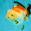 AAA Grade Tricolor Yuanbao Male 5 inches #072426YB_26