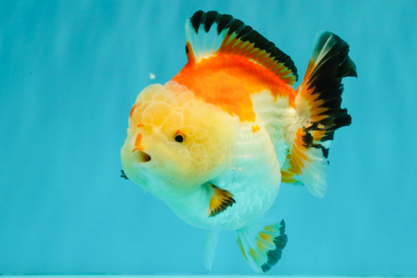 AAA Grade Tricolor Yuanbao Male 5 inches #072426YB_26