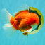 CHONKY AAA Grade Red White Oranda Male 4.5-5 inches #062626OR_37