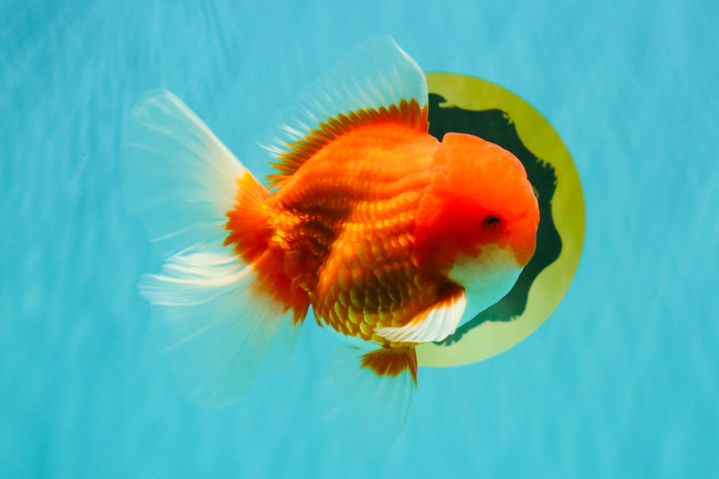 CHONKY AAA Grade Red White Oranda Male 4.5-5 inches #062626OR_37