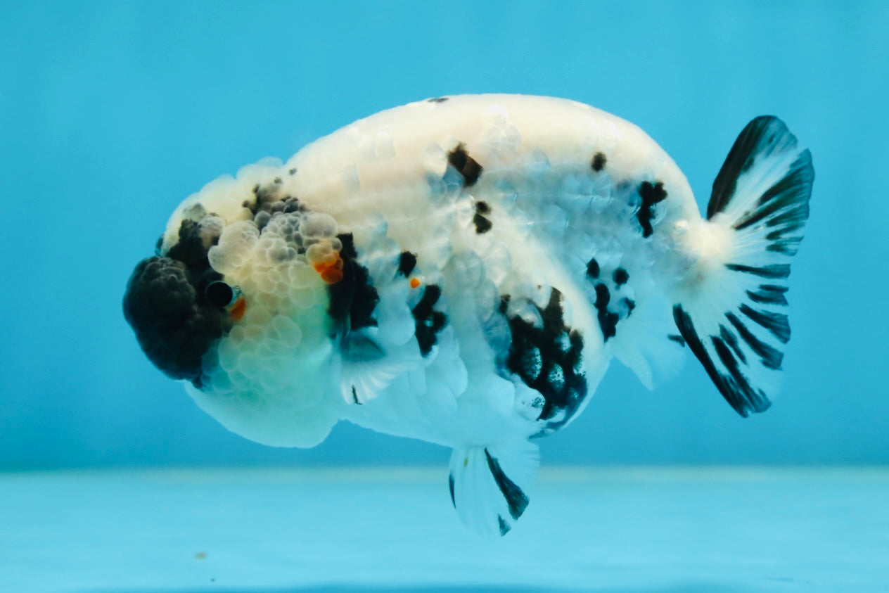 SPECIAL YIN-YANG AAA Grade Cow LionQueen 4 inches #081525LC_03