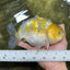 Lemon Neon Ranchu Female 6 inches #0112RC_09