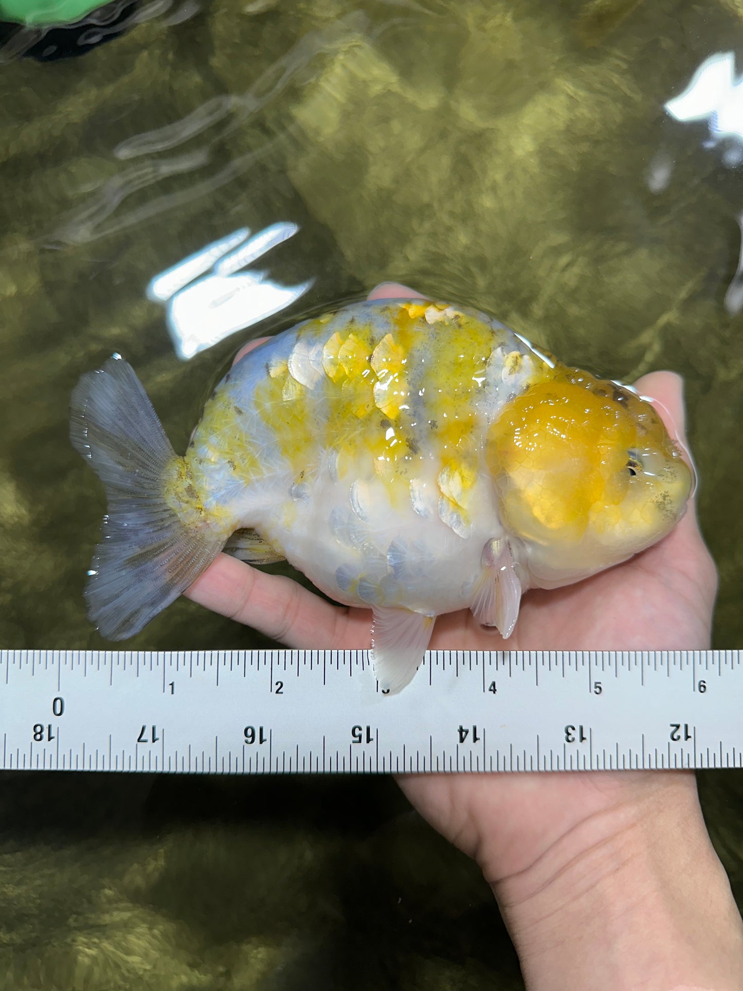 Lemon Neon Ranchu Female 6 inches #0112RC_09