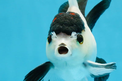 Panda Button Eyes Oranda Male 5-5.5 inches #112125OR_20