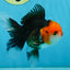 A Grade Tricolor Oranda Female 5 inches #082225OR_23