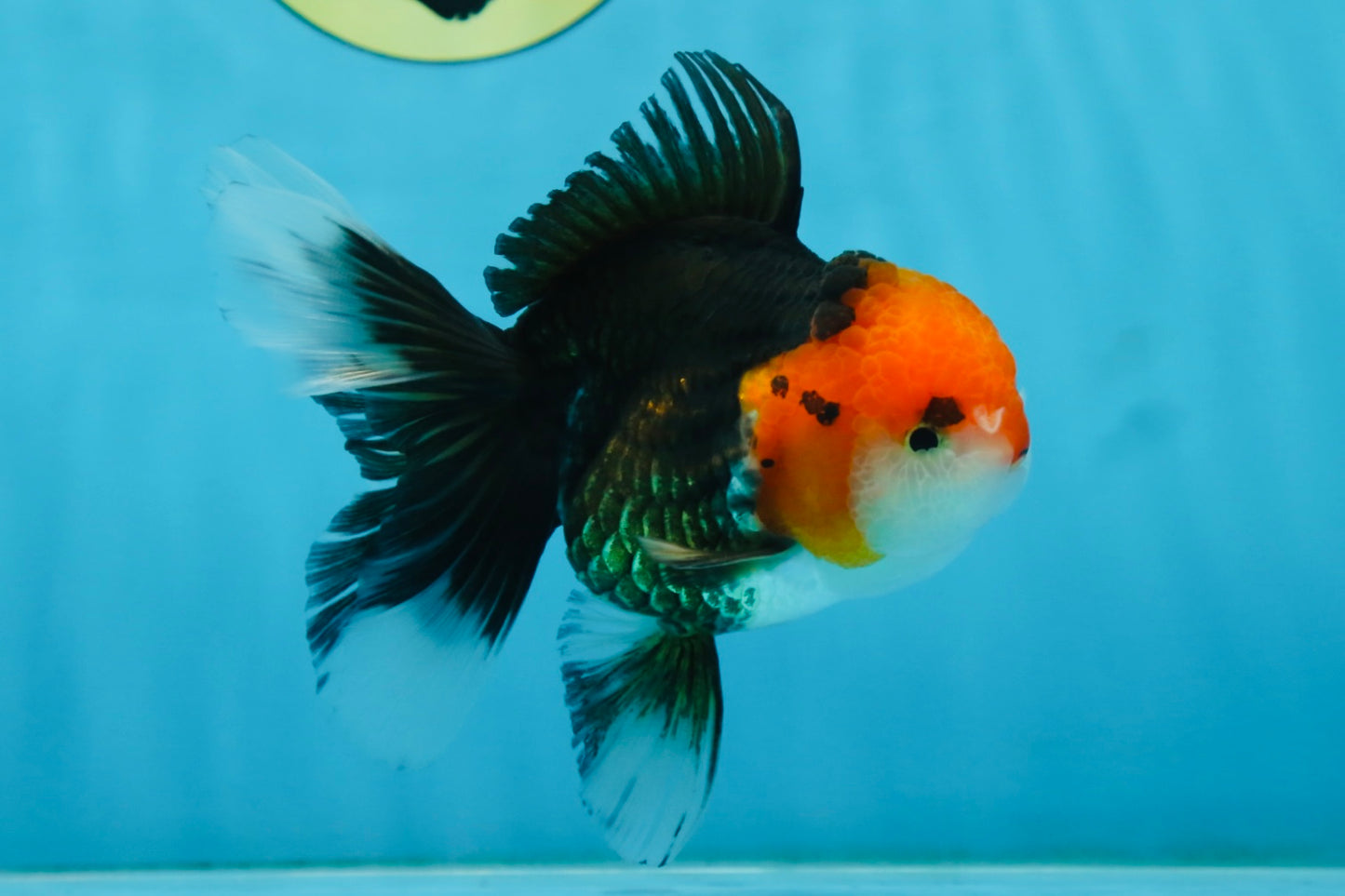 A Grade Tricolor Oranda Female 5 inches #082225OR_23