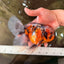 A Grade Calico Oranda Male 6.5-7 inches #082126OR_14