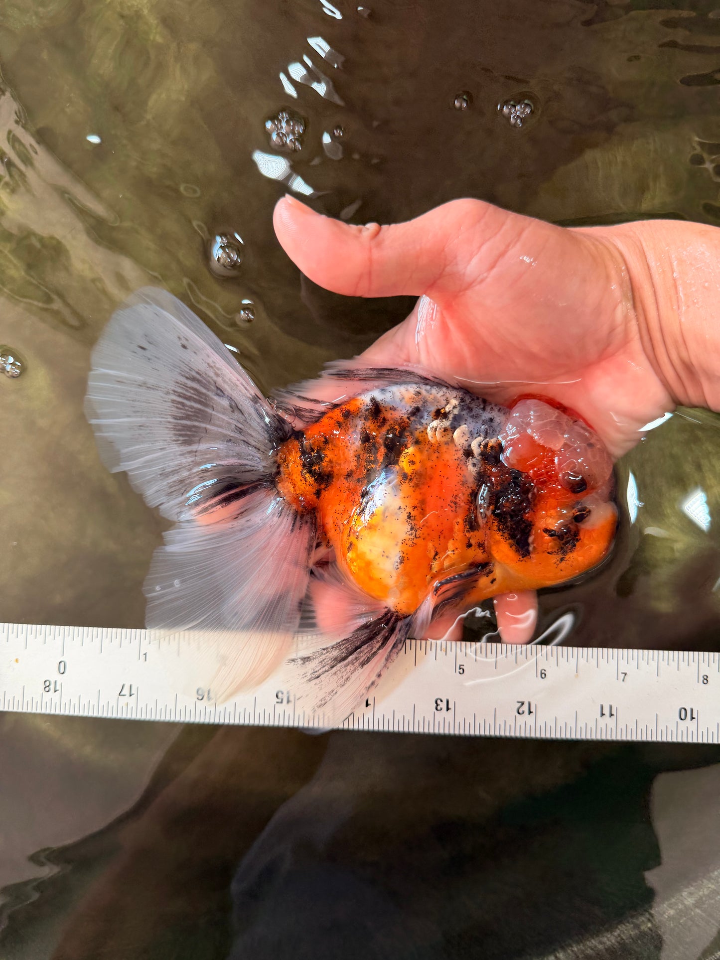 A Grade Calico Oranda Male 6.5-7 inches #082126OR_14