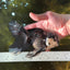 A Grade Fluffy Tail Panda Oranda Male 6 inches #011725OR_02