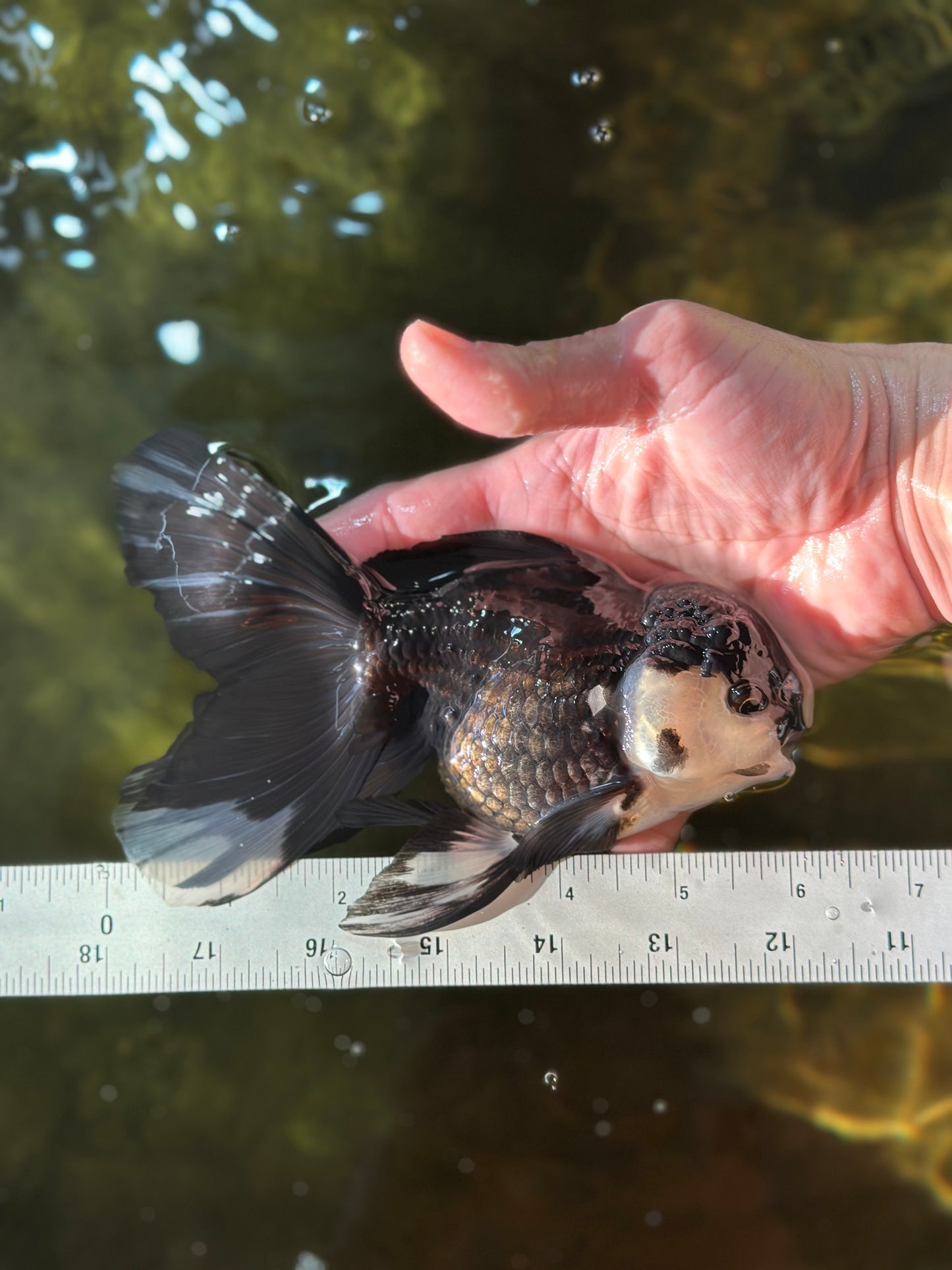 A Grade Fluffy Tail Panda Oranda Male 6 inches #011725OR_02