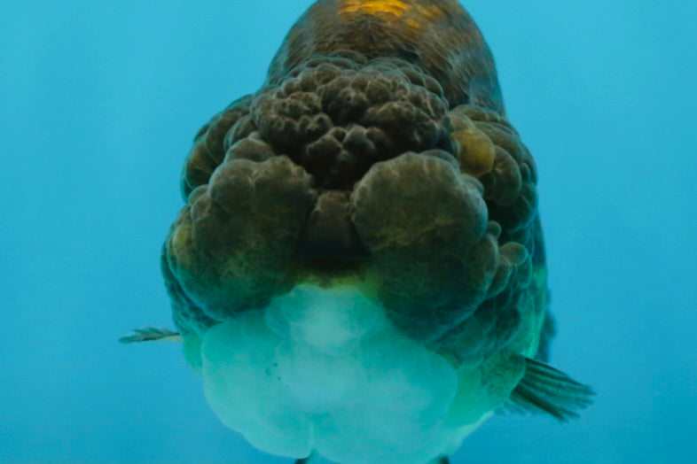 A Grade Dragon Scale Black Copper LionQueen 4-4.5 inches #062725LC_07