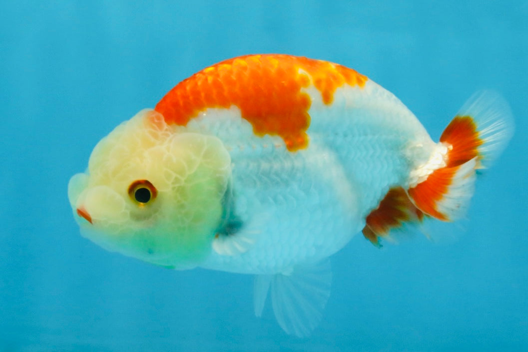 A Grade Red White LionKing 4 inches #112825LC_11