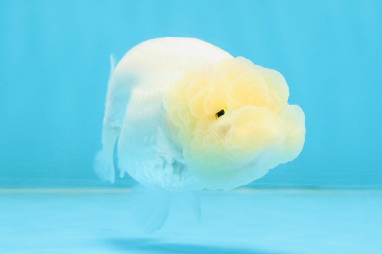 A Grade White LionQueen 3.5-4 inches #112125LC_07