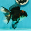 A Grade Tricolor Oranda Female 6 inches #111524OR_14