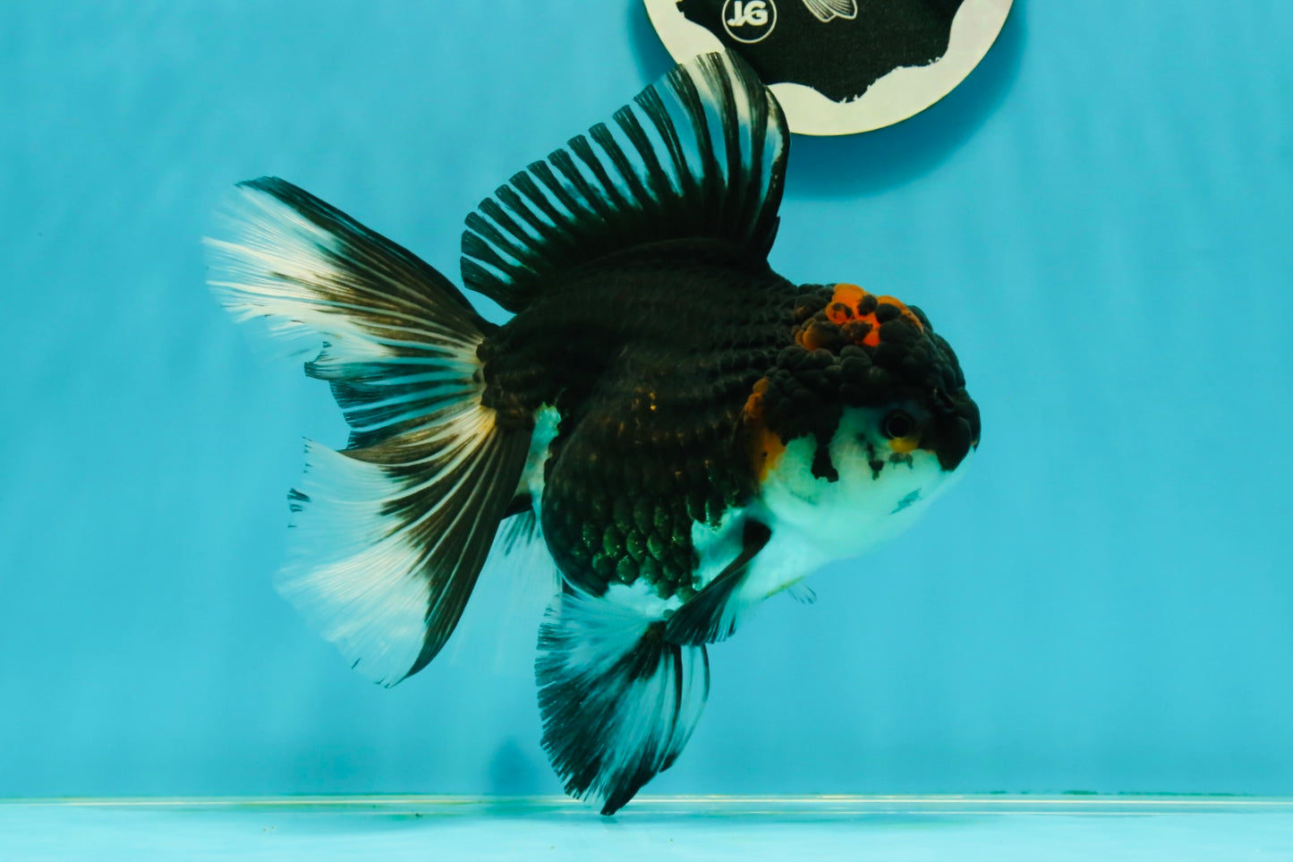 A Grade Tricolor Oranda Female 6 inches #111524OR_14