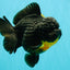 THE THING AAA Grade Apache Yuanbao Female 7 inches #072426YB_05