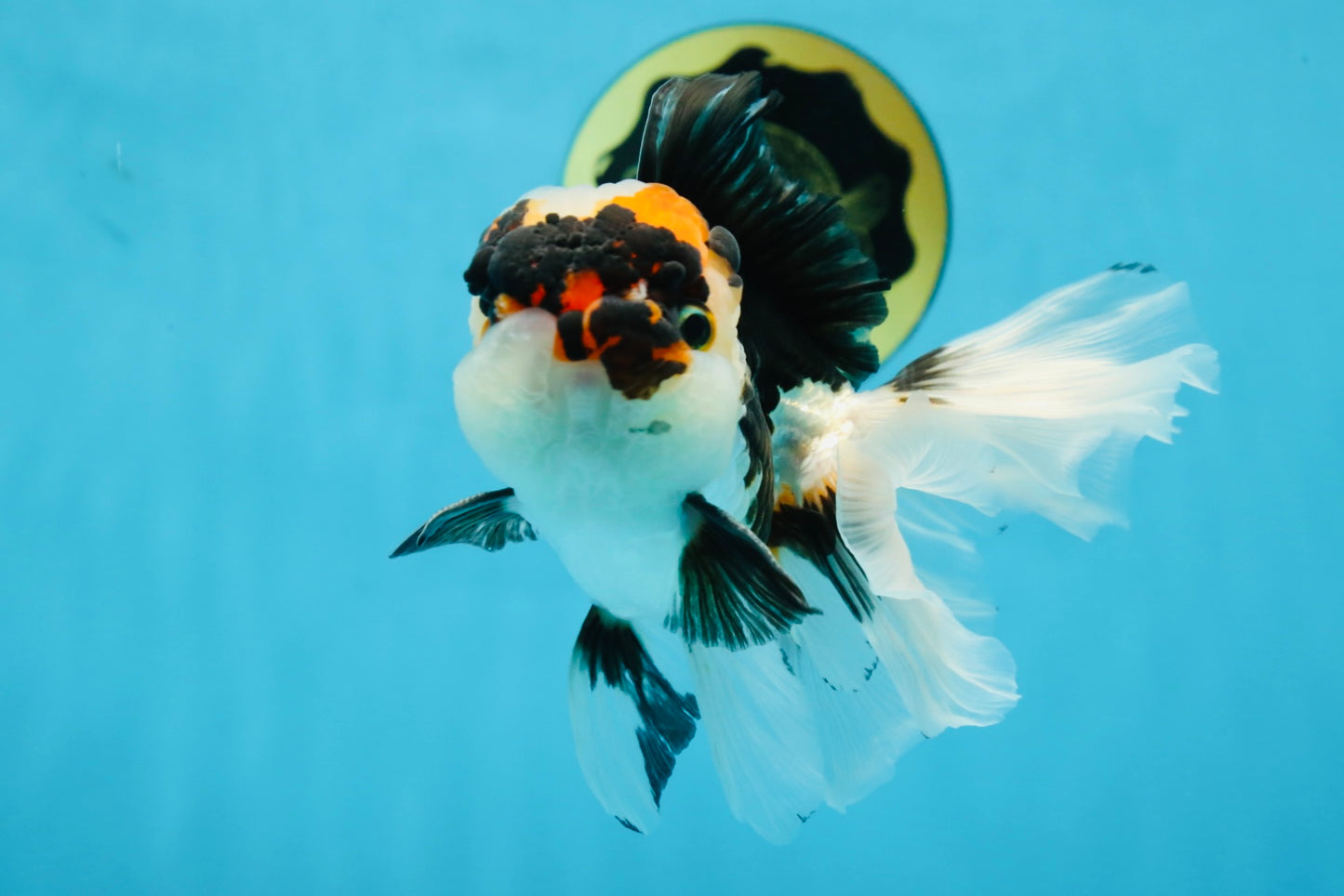 A Grade SPECIAL Tricolor Oranda Male 5.5 inches #062025OR_17