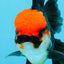 MUSTACHE A Grade Tricolor Oranda Male 5-5.5 inches #032726OR_11